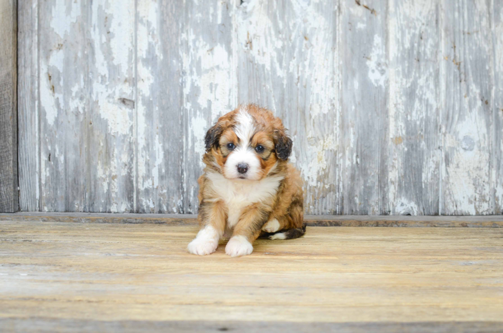 Funny Mini Bernedoodle Poodle Mix Pup