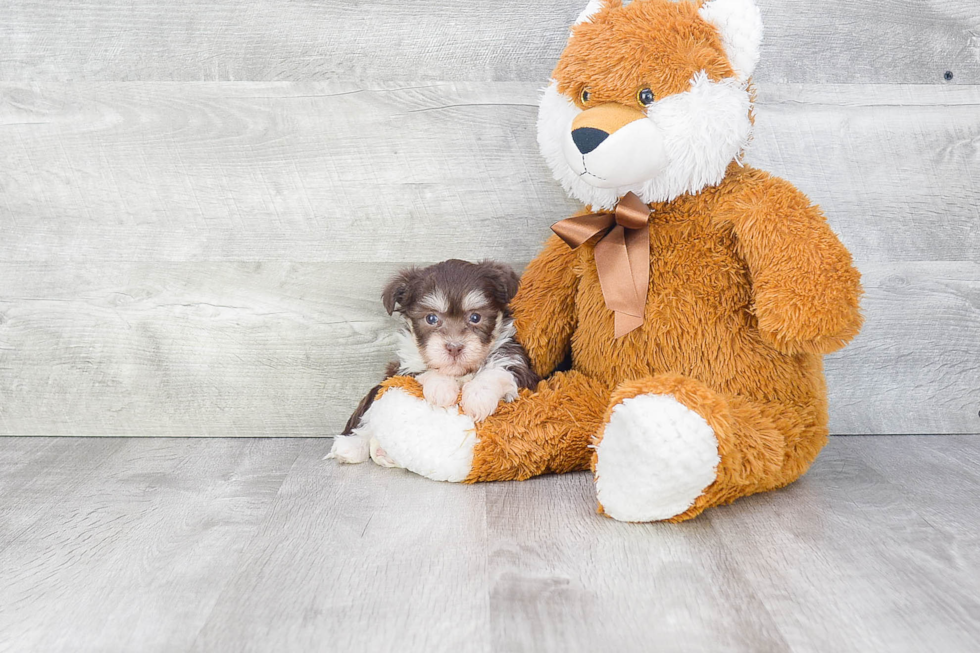 Cute Havanese Purebred Puppy