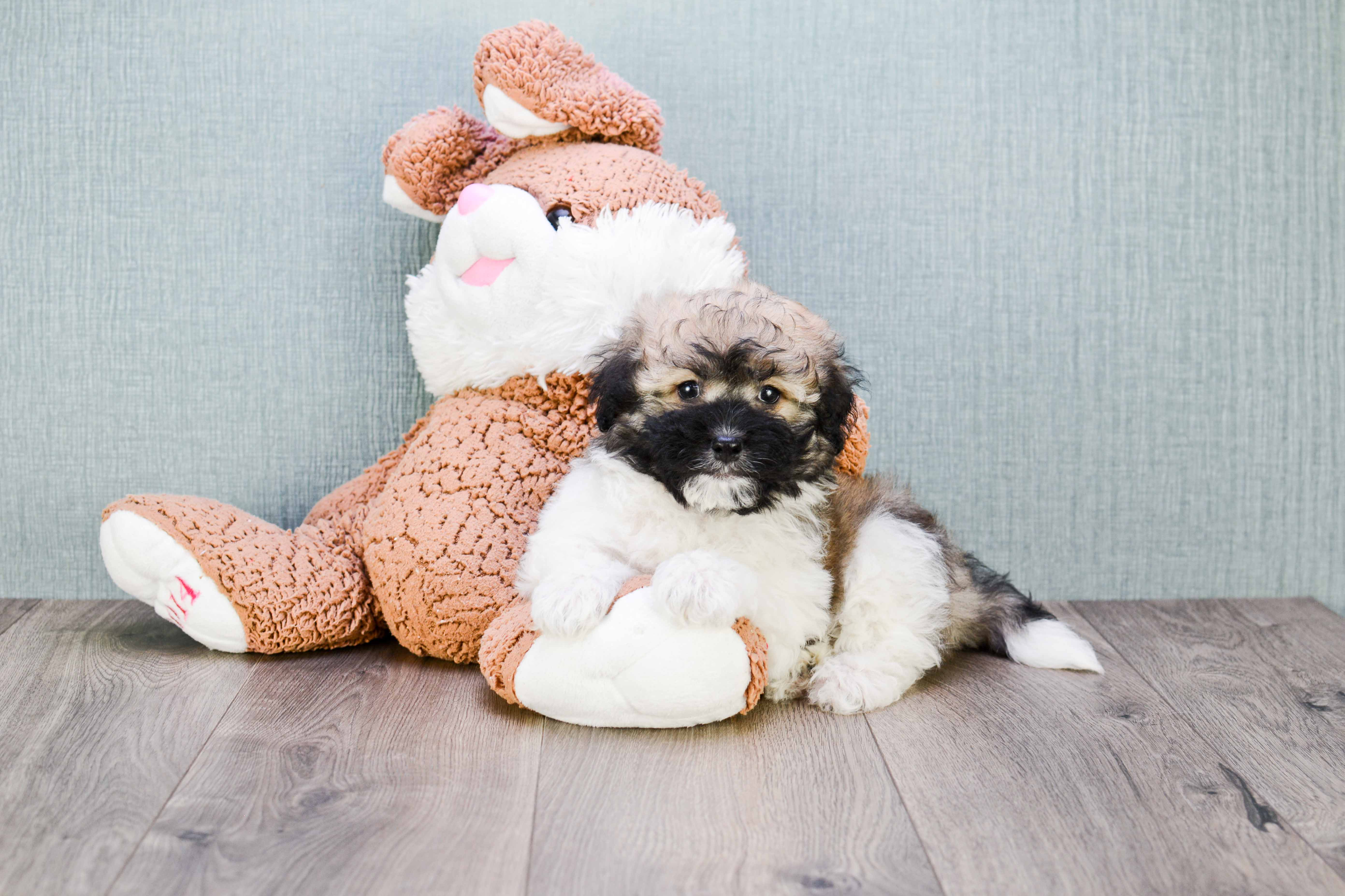 Small Havanese Baby