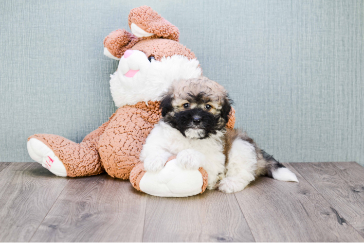 Small Havanese Baby