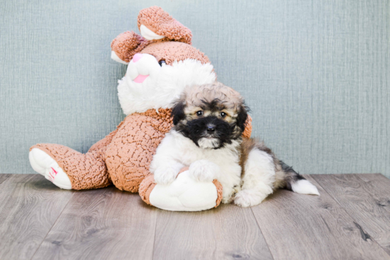 Small Havanese Baby