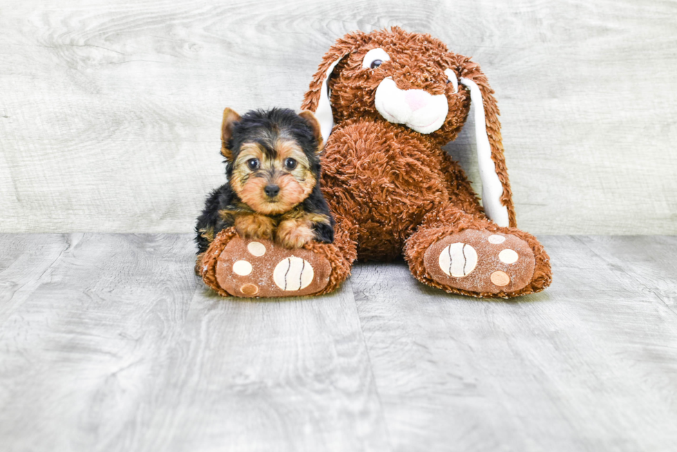 Meet Fiona - our Yorkshire Terrier Puppy Photo 