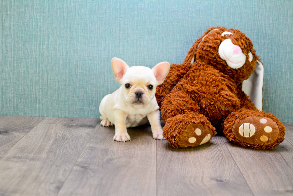 Best French Bulldog Baby