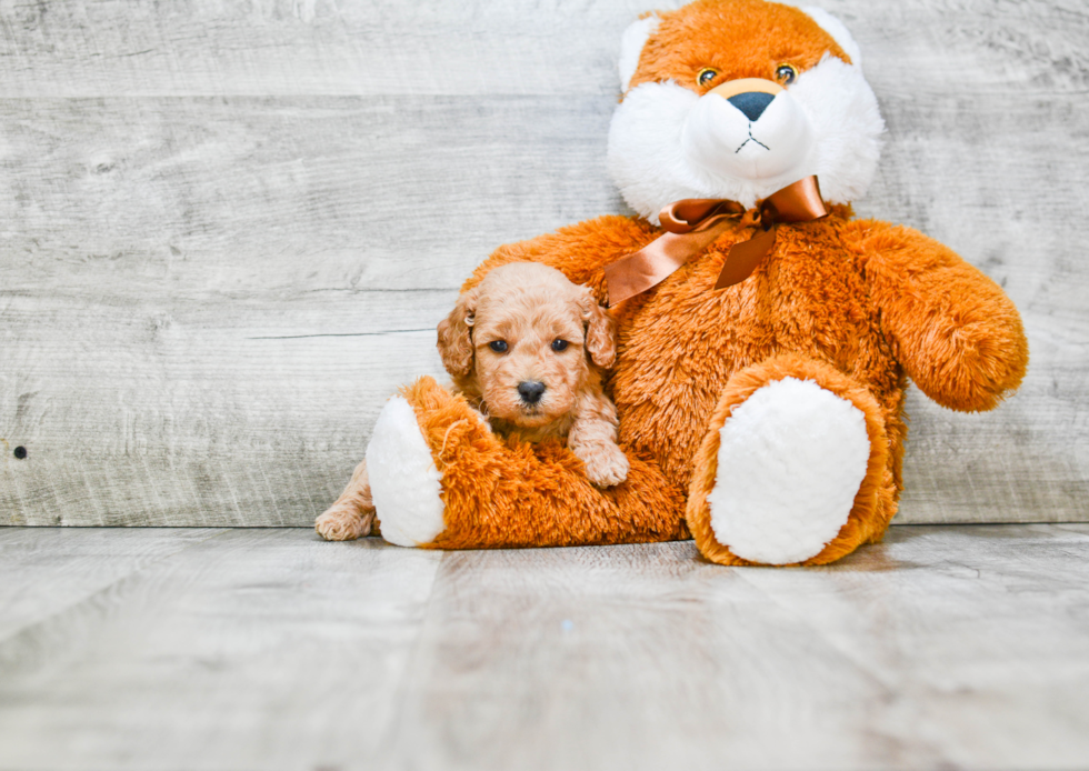 Mini Goldendoodle Puppy for Adoption