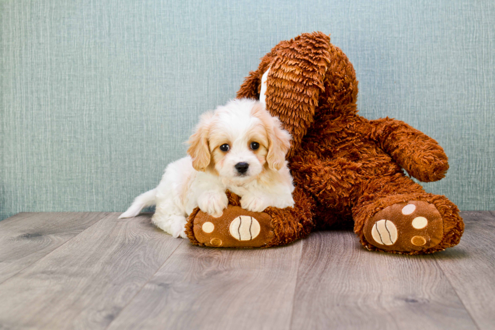 Hypoallergenic Cavalier Designer Puppy