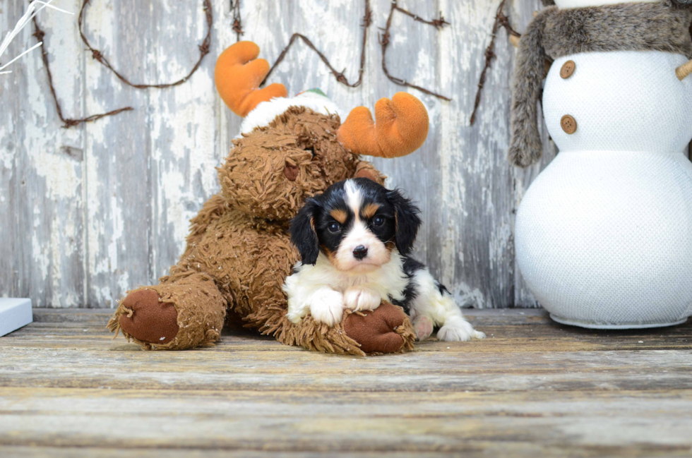 Cavalier King Charles Spaniel Puppy for Adoption