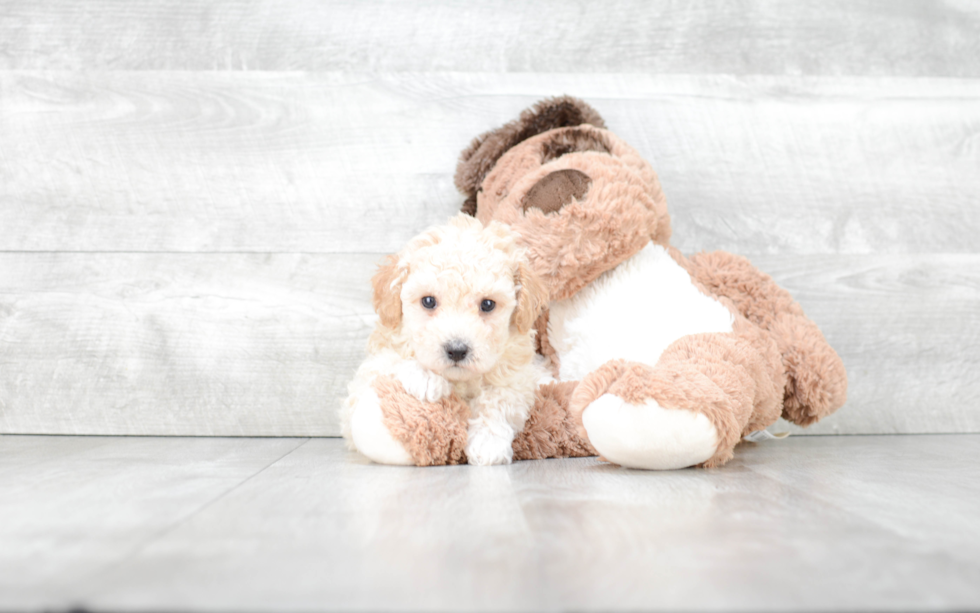 Small Maltipoo Baby