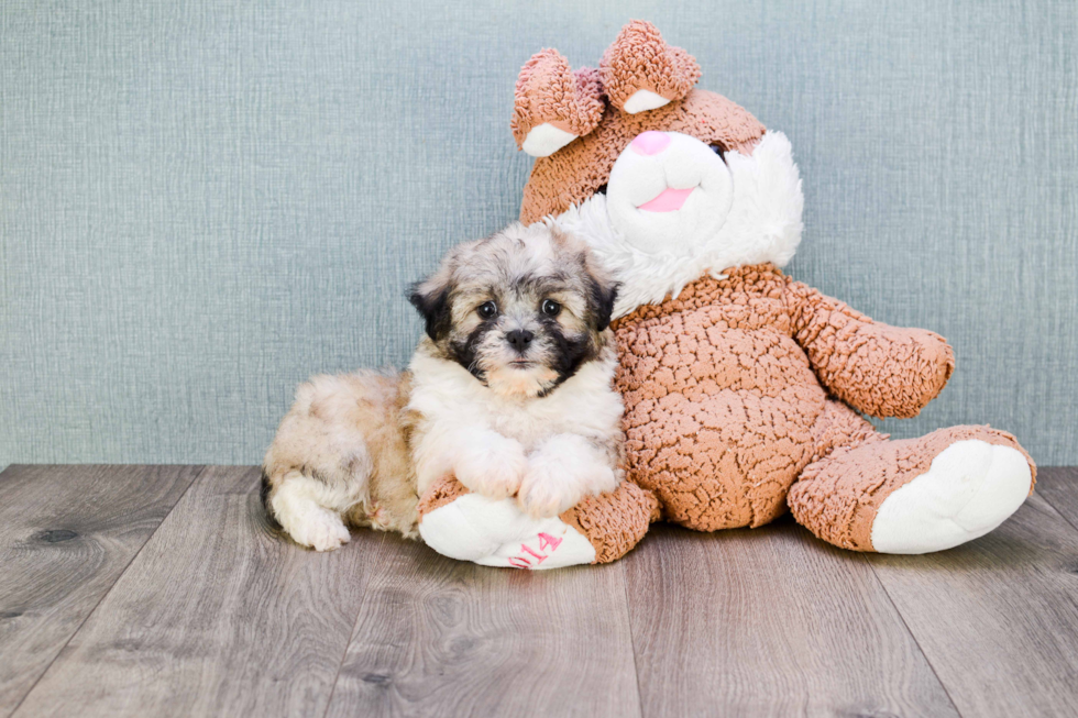 Cute Teddy Bear Baby