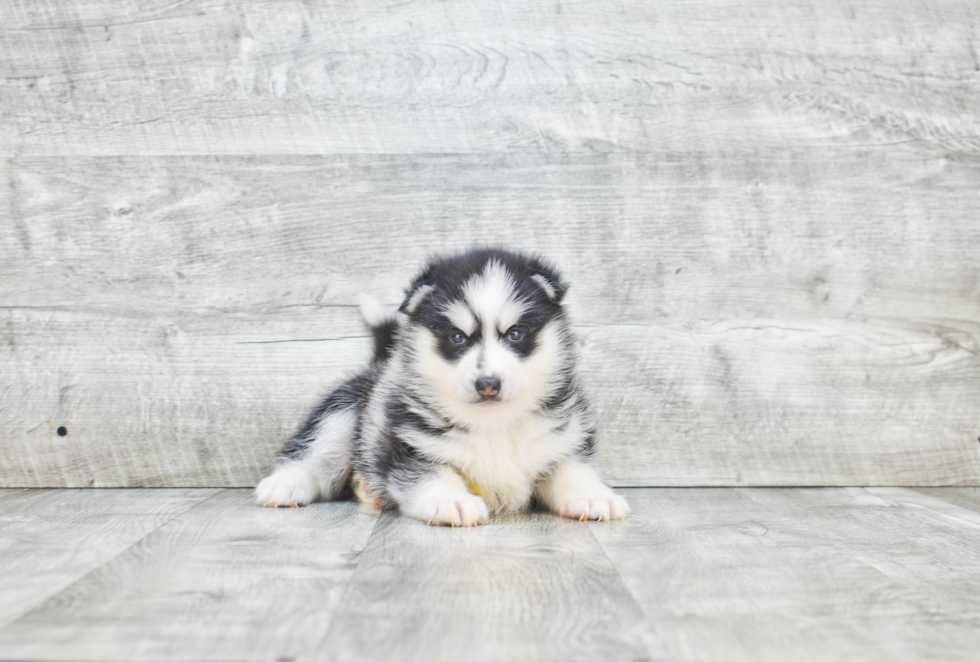 Popular Pomsky Designer Pup