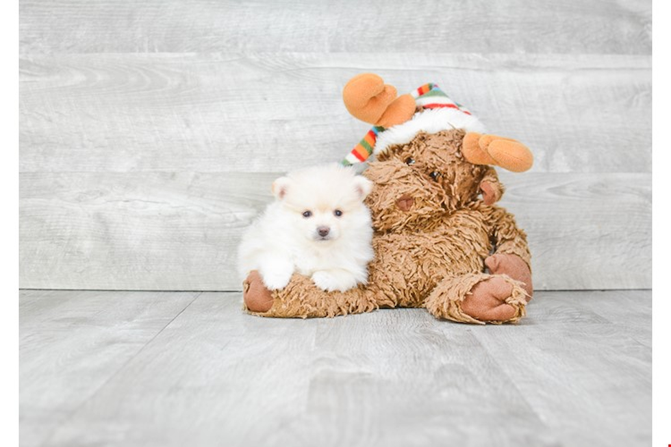 Funny Pomeranian Purebred Pup