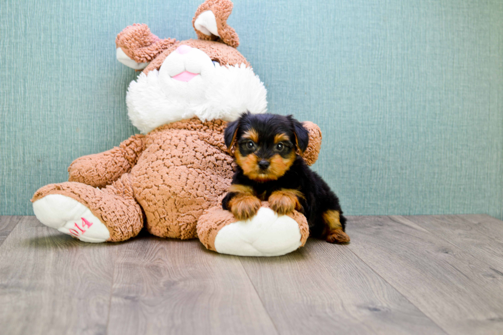 Meet Timmy - our Yorkshire Terrier Puppy Photo 