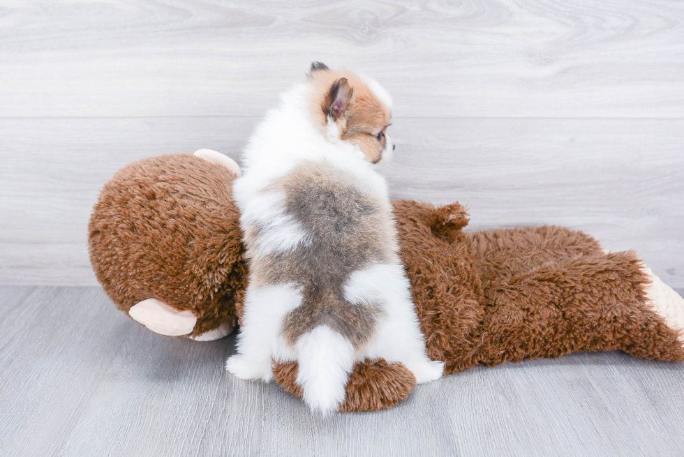 Playful Pomeranian Purebred Pup