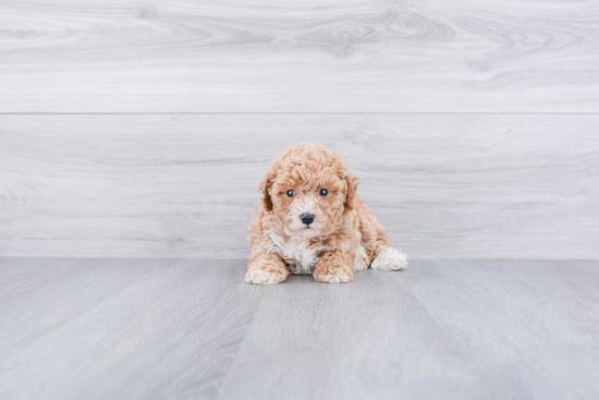 Maltipoo Pup Being Cute