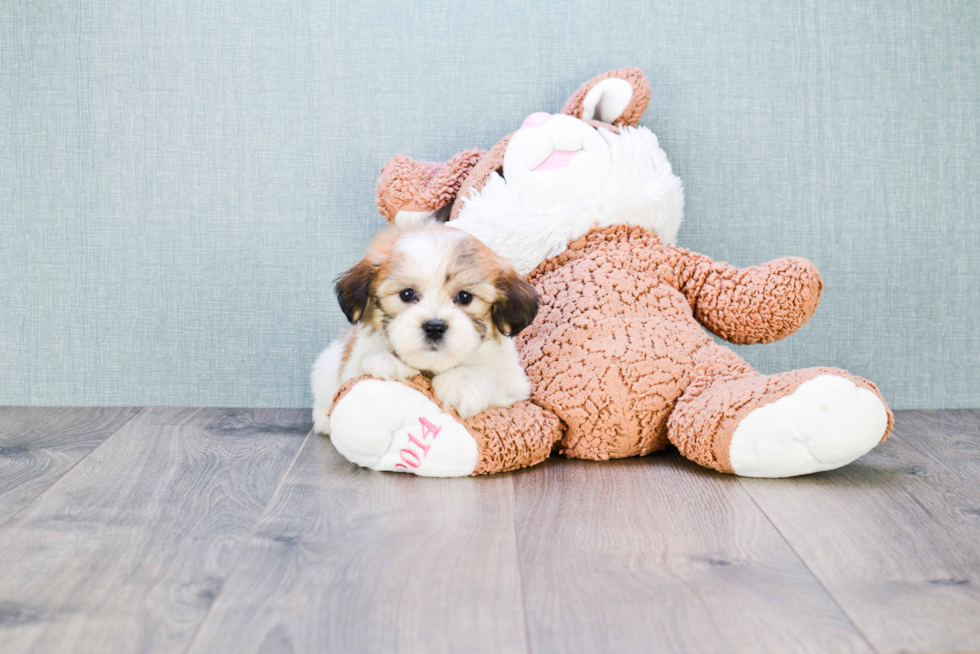 Friendly Teddy Bear Baby