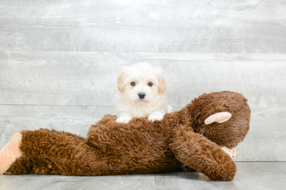 Maltipoo Pup Being Cute