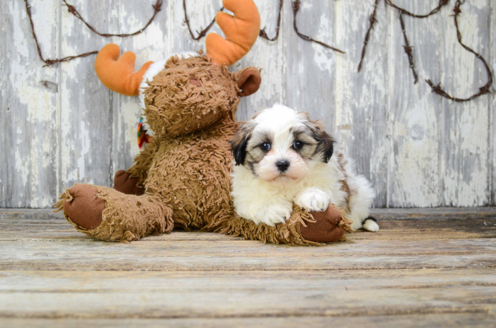 Teddy Bear Puppy for Adoption