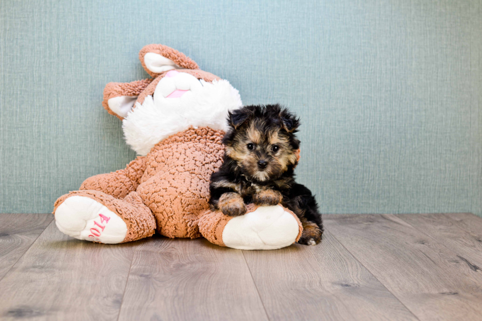 Happy Morkie Baby