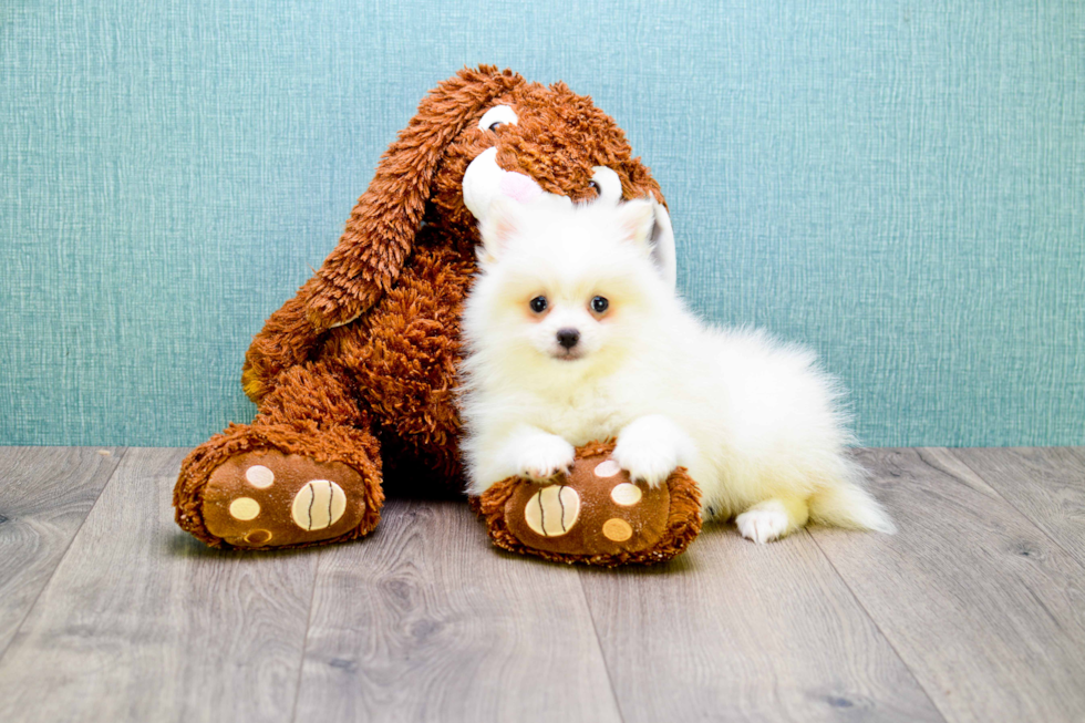 Pomeranian Pup Being Cute