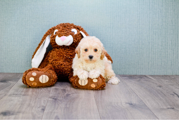 Best Maltipoo Baby