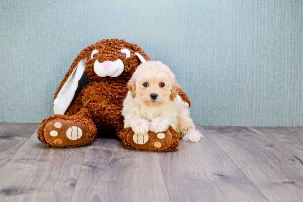 Best Maltipoo Baby