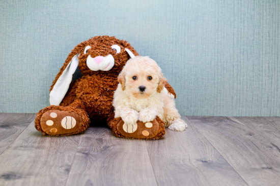 Best Maltipoo Baby