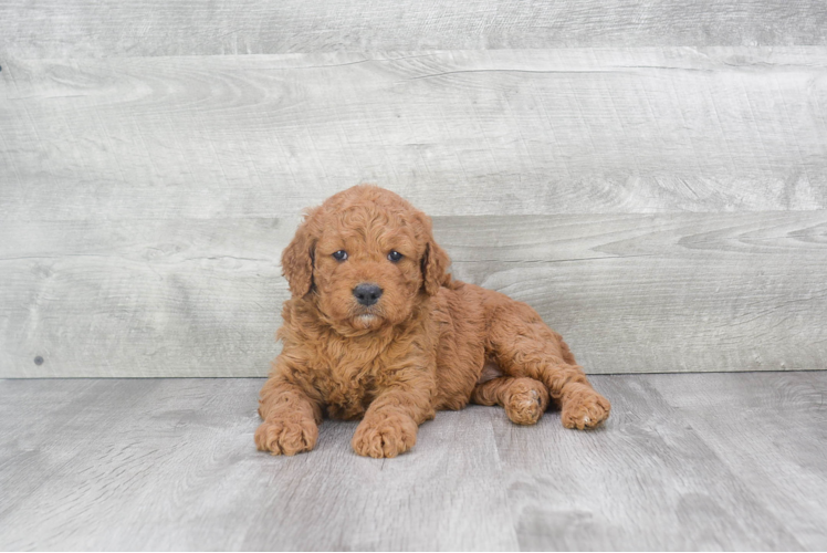 Adorable Golden Retriever Poodle Mix Puppy