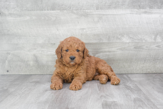 Adorable Golden Retriever Poodle Mix Puppy