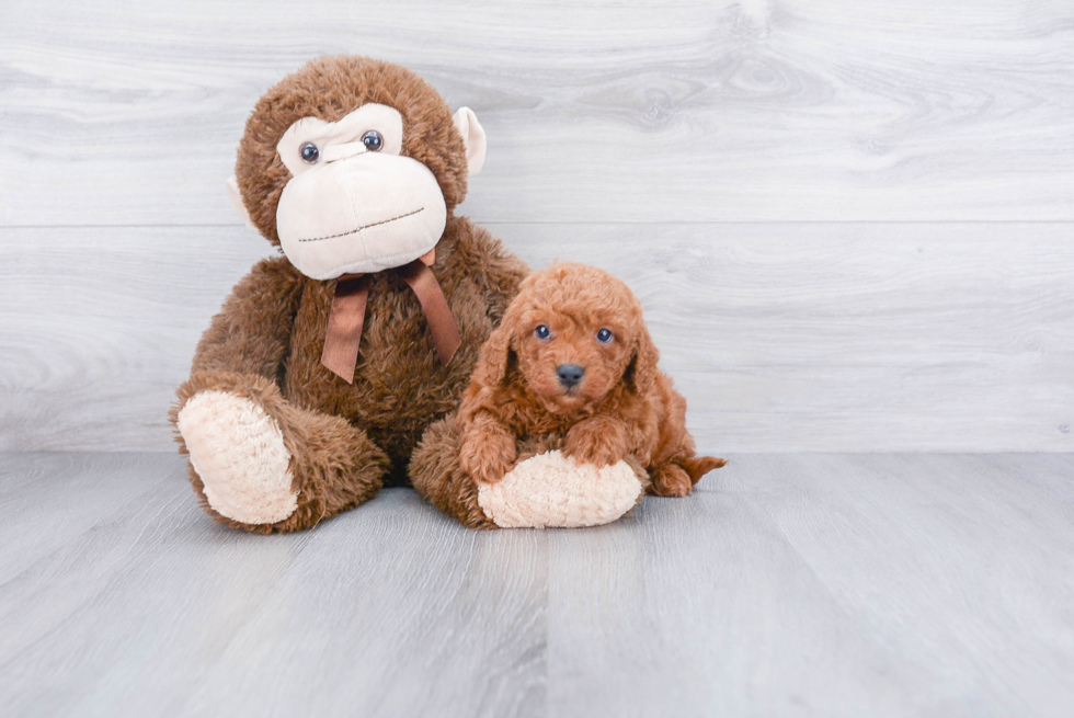 Smart Mini Goldendoodle Poodle Mix Pup