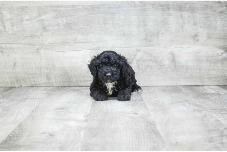 Little Mini Berniedoodle Poodle Mix Puppy