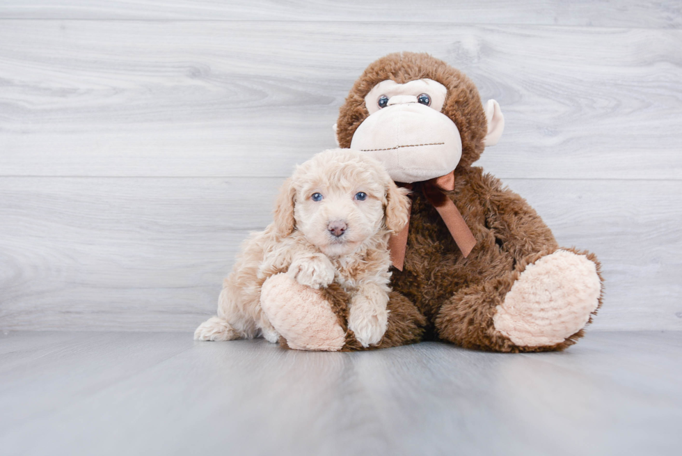 Friendly Poodle Baby