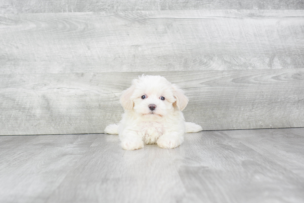 Best Maltipoo Baby