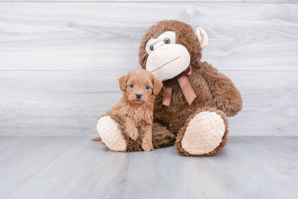 Cockapoo Puppy for Adoption