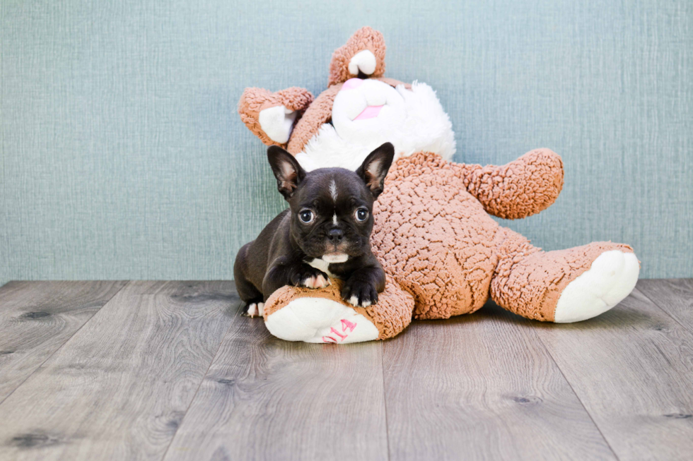 French Bulldog Puppy for Adoption