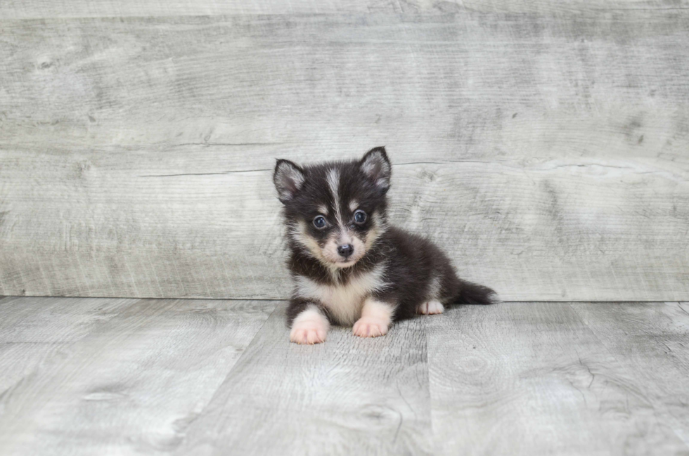 Pomsky Pup Being Cute