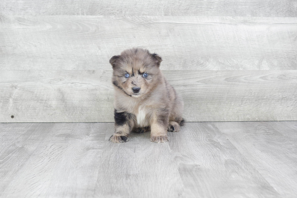 Pomsky Puppy for Adoption