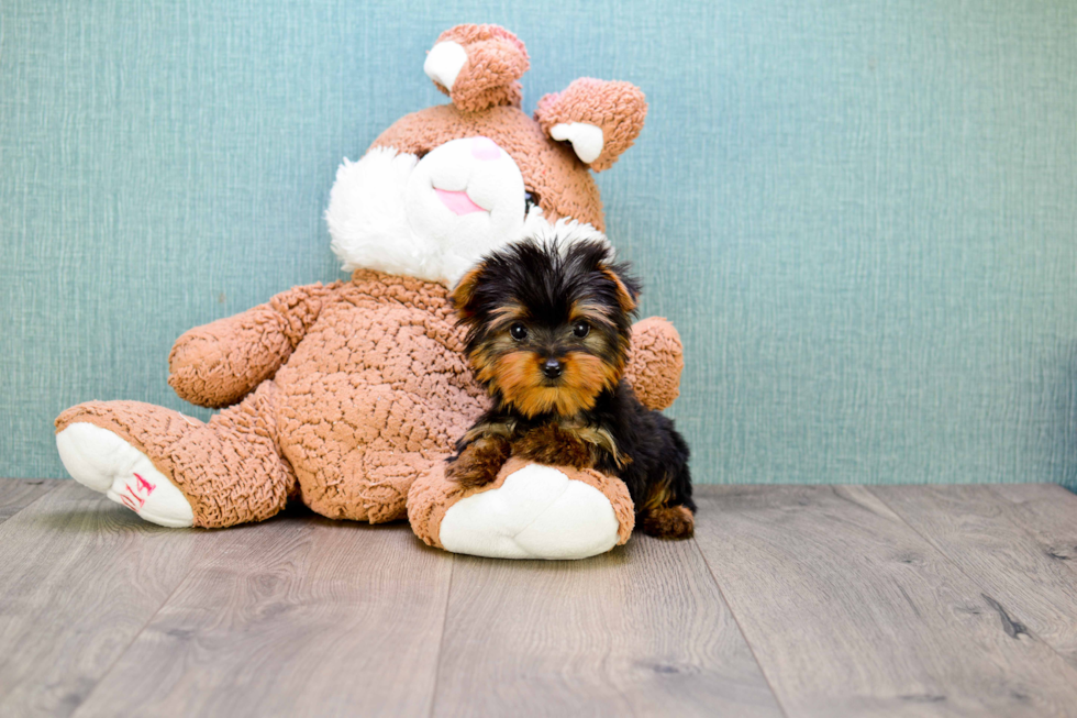 Meet Beckham - our Yorkshire Terrier Puppy Photo 