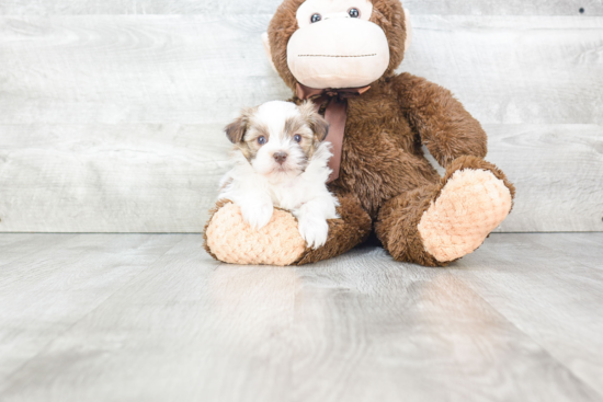 Best Havanese Baby