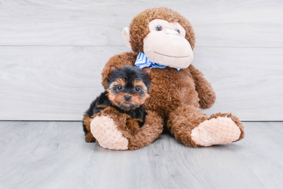 Meet Goldie - our Yorkshire Terrier Puppy Photo 