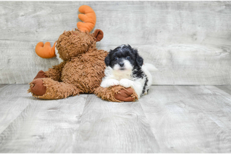 Fluffy Teddy Bear Designer Pup