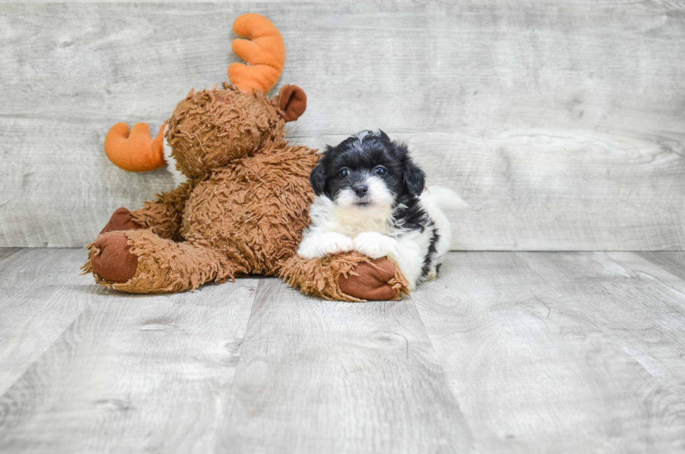 Fluffy Teddy Bear Designer Pup