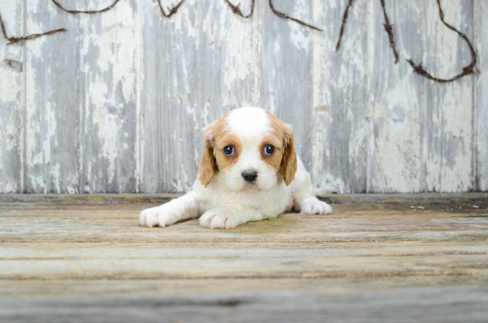 Hypoallergenic Cavalier Designer Puppy