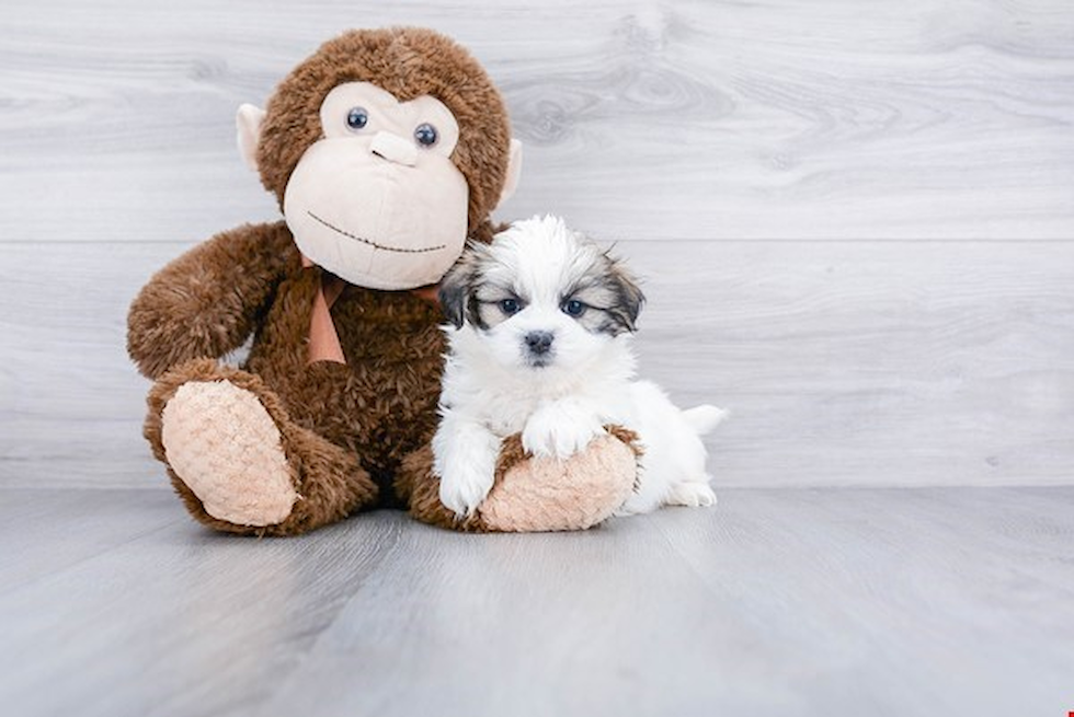 Playful Shichon Designer Puppy