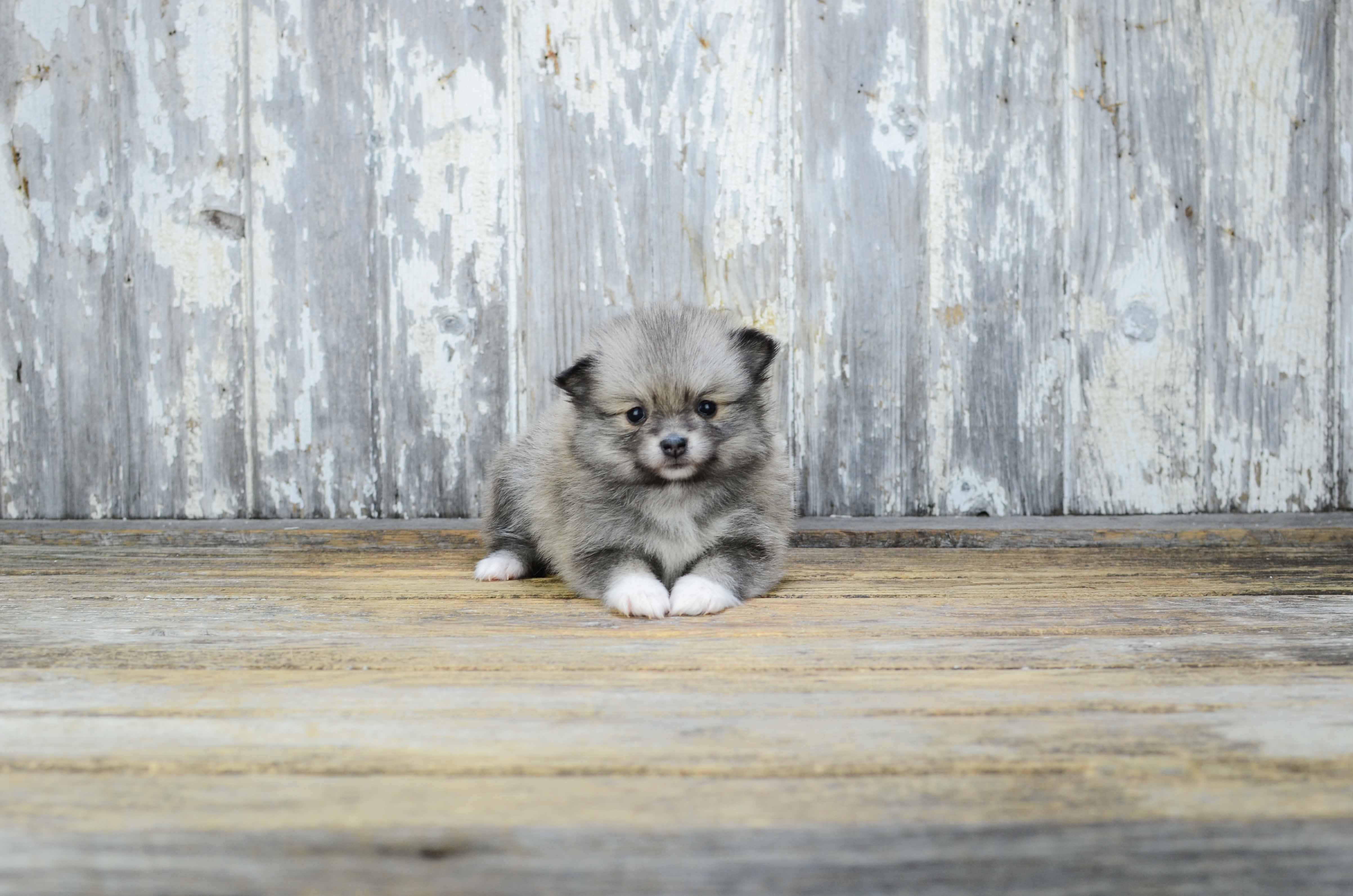 Akc Registered Pomeranian Baby