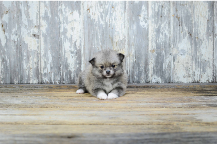 Akc Registered Pomeranian Baby