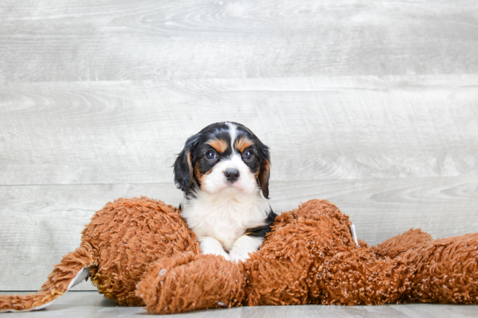 Akc Registered Cavalier King Charles Spaniel Baby