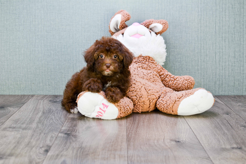 Cavapoo Puppy for Adoption