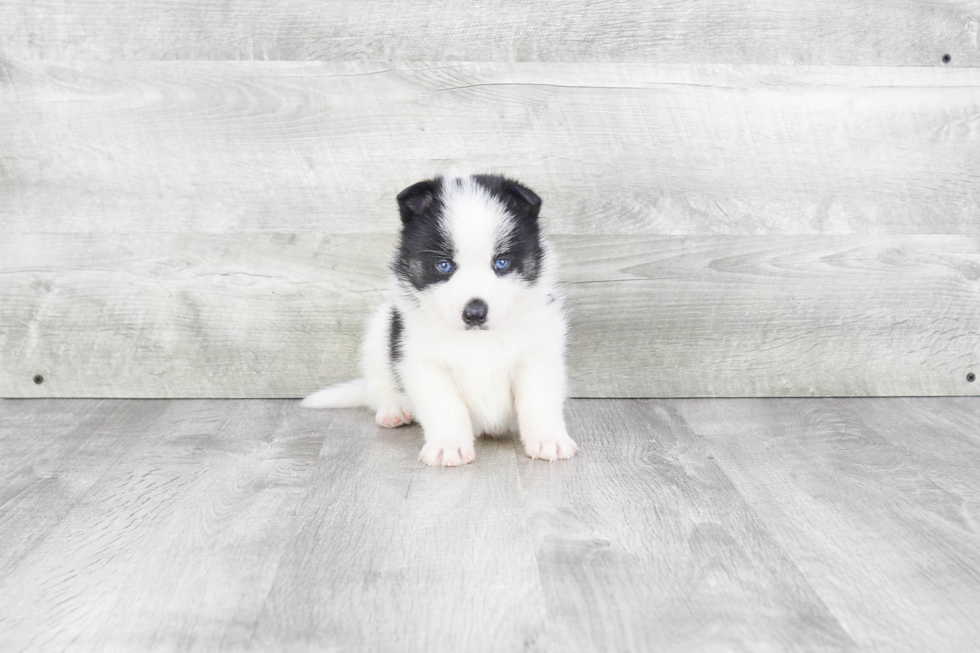 Happy Pomsky Baby