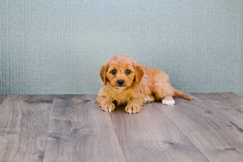 Best Cavapoo Baby