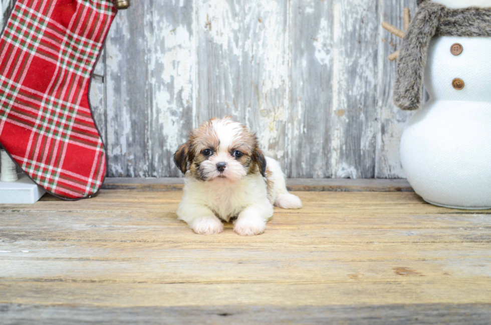 Teddy Bear Pup Being Cute