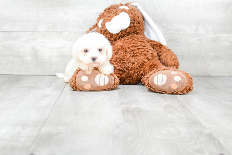 Friendly Maltipoo Baby